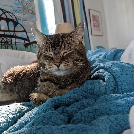 Bed and Breakfast The One Cat Brattleboro Zewnętrze zdjęcie