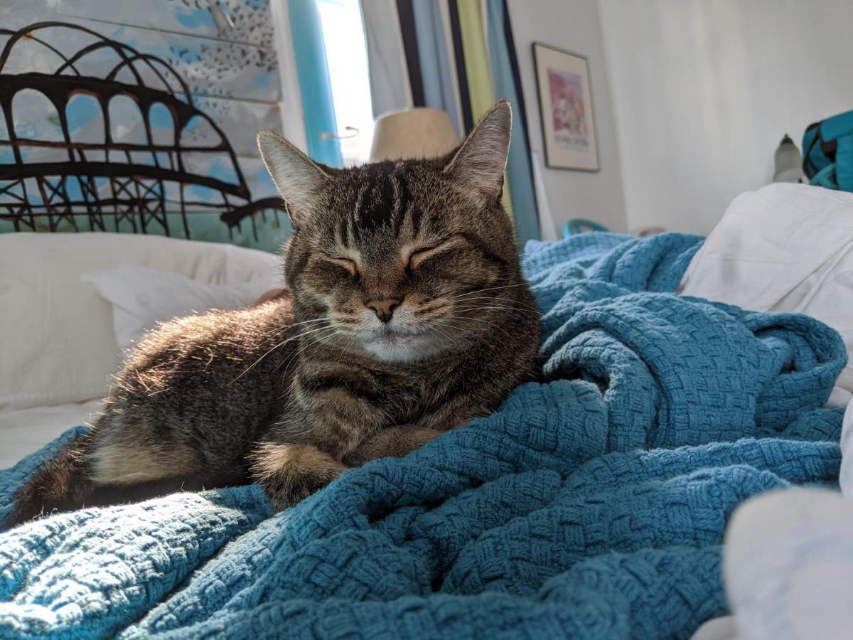 Bed and Breakfast The One Cat Brattleboro Zewnętrze zdjęcie