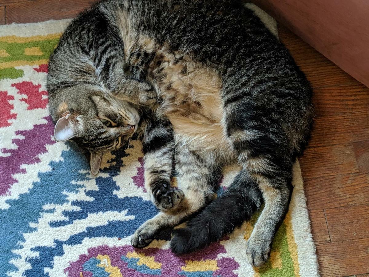 Bed and Breakfast The One Cat Brattleboro Zewnętrze zdjęcie